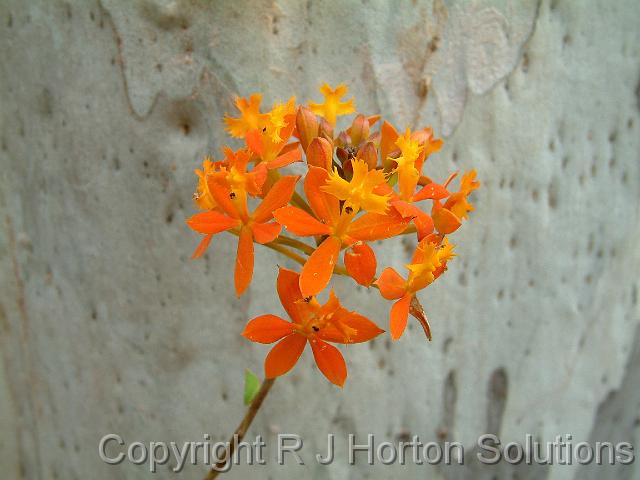 Crucifix orchid_2